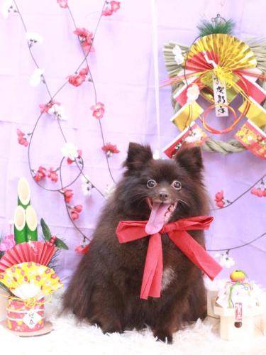 20230124ぐりちゃん